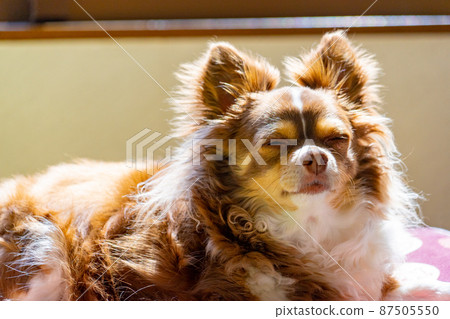 Let's take a nap ~ Let's take a nap ~ 87505550