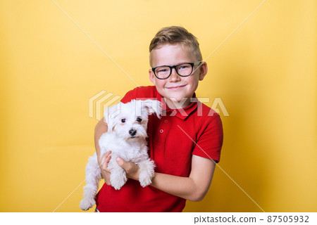 Happy boy with little white dog in hands. Child looks at camera isolated on yellow background. Pets. Emotions of people. Childhood. Life style. Pet care. Take care about animal Happy boy with little white dog in hands. Child looks at camera isolated on yellow background. Pets. Emotions of people. Childhood. Life style. Pet care. Take care about animal 87505932