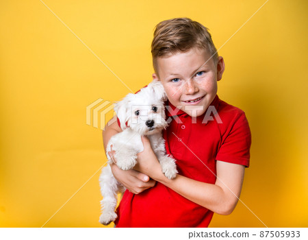 Child lovingly embrace little white pet dog isolated on yellow background. Kid in red shirt smiling. Happy boy hug and take care about animal Child lovingly embrace little white pet dog isolated on yellow background. Kid in red shirt smiling. Happy boy hug and take care about animal 87505933