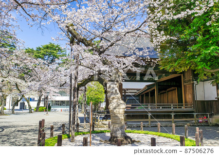 Yasukuni Shrine Sakura specimen tree in full bloom 87506276