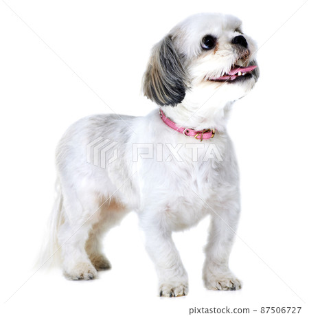 Waiting for a delicious treat. Studio shot of an adorable lhasa apso puppy isolated on white. 87506727