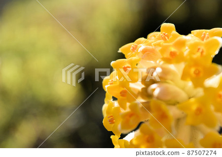 預示春天到來的三俁花 87507274