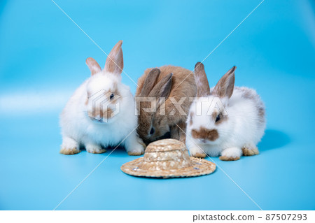 Close up Three rabbits white and brown sitting in row together on blue background Close up Three rabbits white and brown sitting in row together on blue background 87507293