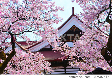 Sakura in Takato Joshi Park, the first in the world, filled with cherry blossoms in full bloom 87507316