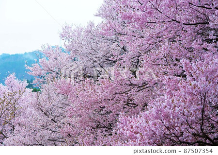 Sakura in Takato Joshi Park, the first in the world, filled with cherry blossoms in full bloom Sakura in Takato Joshi Park, the first in the world, filled with cherry blossoms in full bloom 87507354