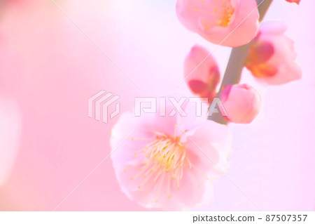 梅花告訴春天的到來 87507357