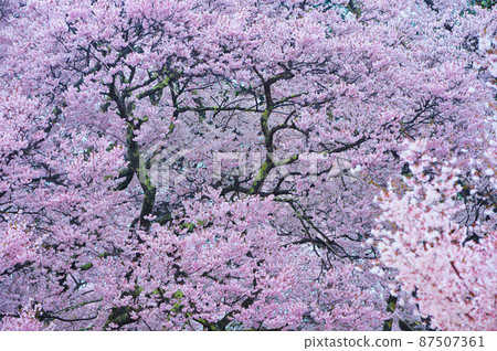 Sakura in Takato Joshi Park, the first in the world, filled with cherry blossoms in full bloom Sakura in Takato Joshi Park, the first in the world, filled with cherry blossoms in full bloom 87507361