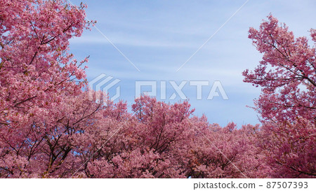 Sakura in Takato Joshi Park, the first in the world, filled with cherry blossoms in full bloom Sakura in Takato Joshi Park, the first in the world, filled with cherry blossoms in full bloom 87507393