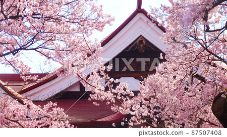 世界第一高遠城公園的櫻花盛開，櫻花盛開 87507408
