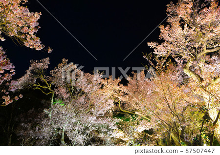 世界上第一個燈火通明的高遠城公園裡的櫻花 87507447