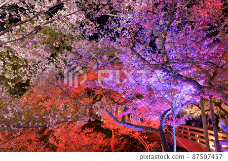 世界上第一個燈火通明的高遠城公園裡的櫻花 87507457