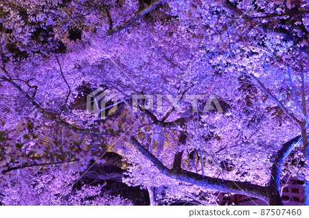 世界上第一個燈火通明的高遠城公園裡的櫻花 87507460