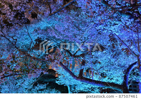 Sakura in the illuminated Takato Joshi Park, the first in the world Sakura in the illuminated Takato Joshi Park, the first in the world 87507461
