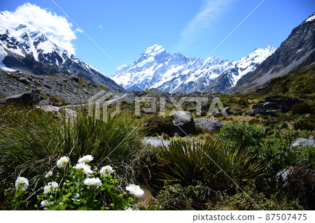 Mt. Cook Lily Mt. Cook Lily 87507475