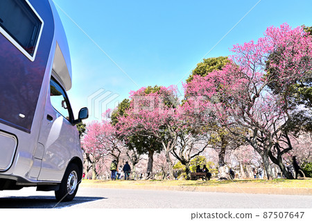 埼玉縣埼玉縣埼玉市大宮第二公園、盛開的梅林和露營車 埼玉縣埼玉縣埼玉市大宮第二公園、盛開的梅林和露營車 87507647