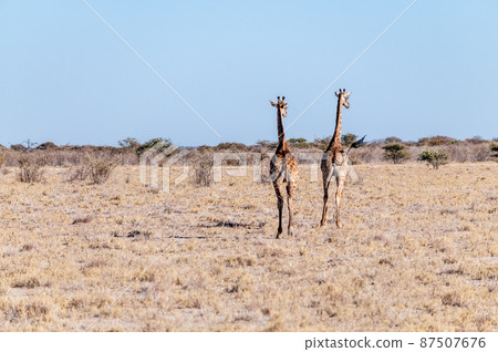 Two Male Giraffes walking next to each other Two Male Giraffes walking next to each other 87507676