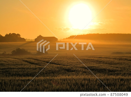 Flowers in Springtime in the countryside. Flowers in the countryside in springtime - Jutland, Denmark. 87508049
