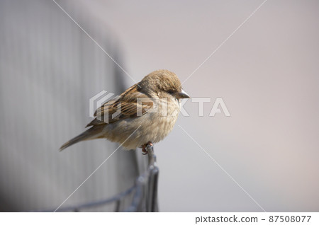Beautiful sparrows. A photo of sparrow. Beautiful sparrows. A photo of sparrow. 87508077