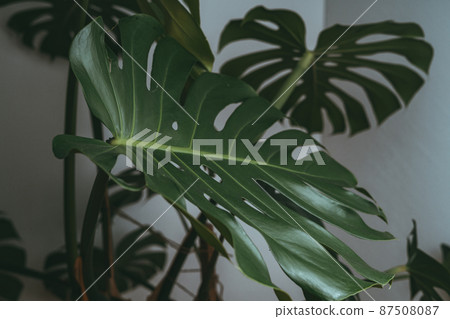 House plant in dark green stands in an apartment House plant in dark green stands in an apartment 87508087