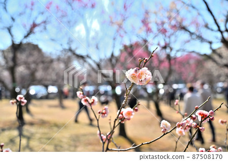 Bairin in Omiya Daini Park Spring, Omiya Ward, Saitama City, Saitama Prefecture 87508170