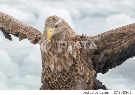 知床冬天 87508501