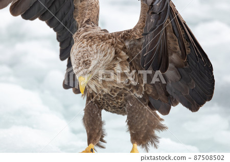 知床冬天 87508502