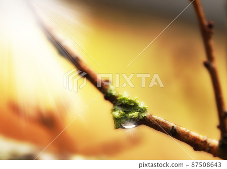The early signs of Spring. A photo of a spring bud. 87508643