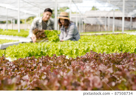 Hydroponics, smiling young Asian couple farmers harvest organic vegetable salad from farm garden, nursery. Organic farming business concept 87508734