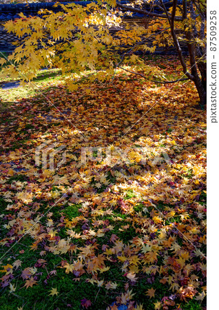Yellow maple carpet 87509258