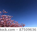 Sakura and copy paste 87509636