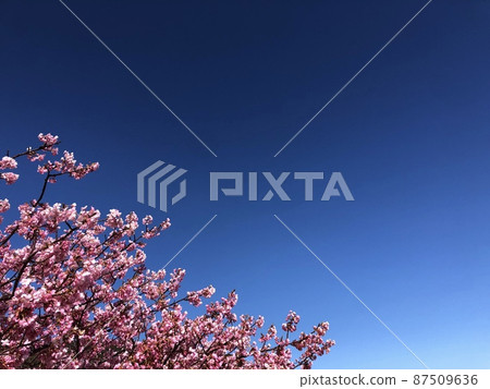 Sakura and copy paste - Stock Photo [87509636] - PIXTA