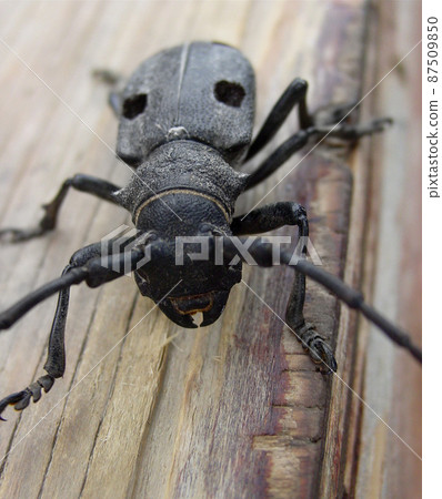 A frightening beetle. Close up shot of a large black beetle on a piece of wood. A frightening beetle. Close up shot of a large black beetle on a piece of wood. 87509850