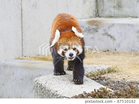 Lesser panda Lesser panda 87510182