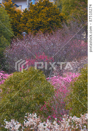 梅花梅林岡本梅林公園 梅花梅林岡本梅林公園 87510274