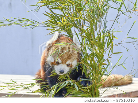 小熊貓 小熊貓 87510310