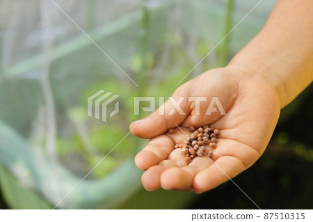 在菜園裡播種 在菜園裡播種 87510315