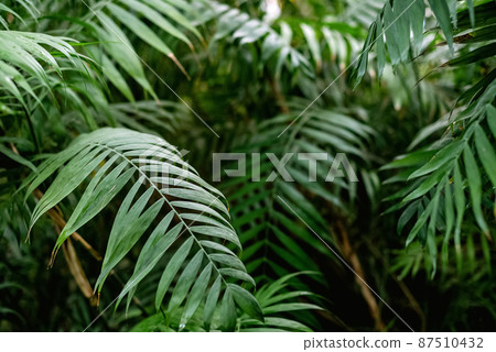 Green palm tree leaves tropical background Green palm tree leaves tropical background 87510432