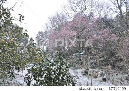 雪中的梅花 87510469