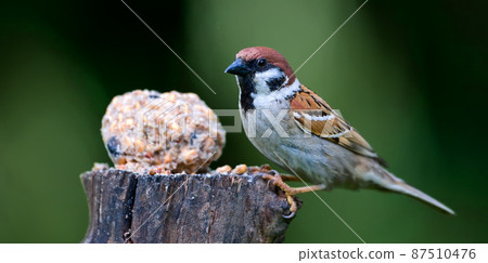 Beautiful sparrows. A photo of sparrow. Beautiful sparrows. A photo of sparrow. 87510476