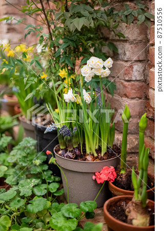 Blooming bulb flowers growing in ceramic flowerpots in home garden patio 87510556