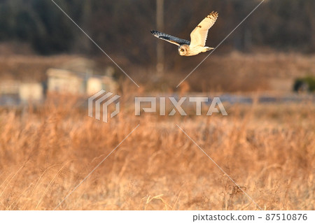 Flight of Commimizuku 87510876