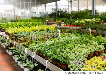 Rows of pots with sprouts in plant shop 87511621