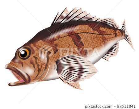 釣魚經典吃美味的石斑魚 釣魚經典吃美味的石斑魚 87511841