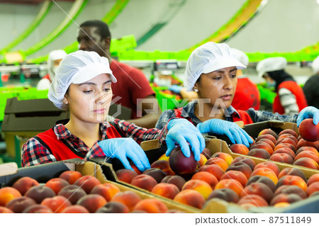 Woman working on producing sorting line at warehouse Woman working on producing sorting line at warehouse 87511849