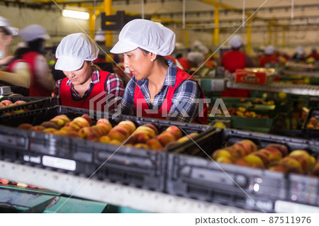 Latino women sorting peaches at fruit storage 87511976