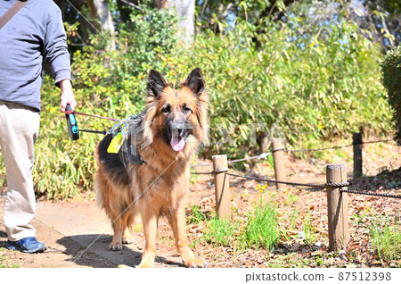 Shepherd taking a walk with a man 87512398
