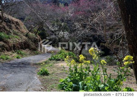 Stroll through the plum grove Early spring (Shirakidani, Nankoku City, Kochi Prefecture) 87512566