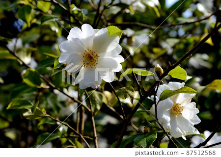 Camellia Grigishii 87512568