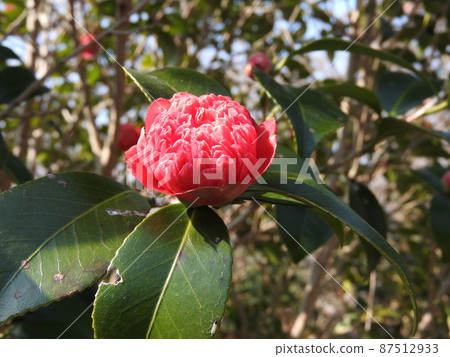 Camellia: Red sardine / Red Karako 87512933