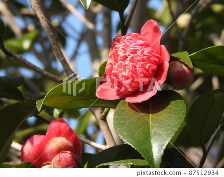 茶花:紅沙丁魚/紅卡拉科 茶花:紅沙丁魚/紅卡拉科 87512934